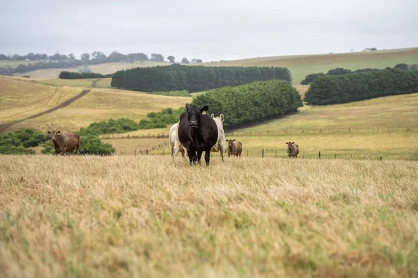 Stud Beef bulls and cows grazing on grass in a field, in Australia. breeds include murray grey, angus, brangus and wagyu. farming landscape of a herd of cows on a farm