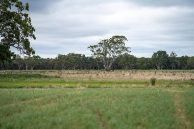 Tarım çiftliği rejeneratif çiftçilik yapıyor. Koyunlar tarlada otluyor. Toprakta mantarlar aracılığıyla karbon depoluyor.