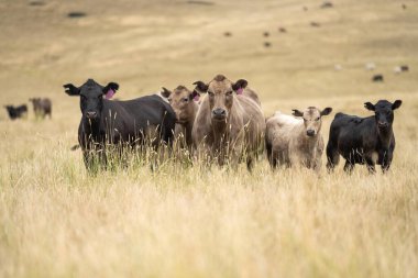 Avustralya 'da bir tarlada otlayan damızlık sığır, inek ve buzağılar. Sürü türleri arasında benekli park, Murray Grey, Angus, Brangus ve Wagyu bahar ve yaz aylarında uzun otlaklarda bulunur.