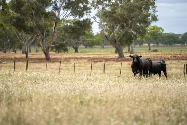 Avustralya 'da bir tarlada otlayan damızlık sığır, inek ve buzağılar. Sürü türleri arasında benekli park, Murray Grey, Angus, Brangus ve Wagyu bahar ve yaz aylarında uzun otlaklarda bulunur.