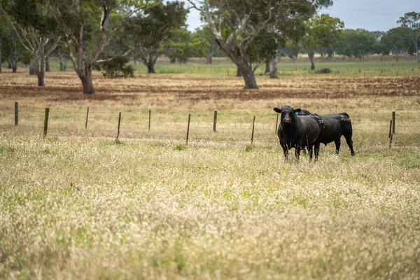 organic, regenerative, sustainable agriculture farm producing stud wagyu beef cows. cattle grazing in a paddock. cow in a field on a ranch