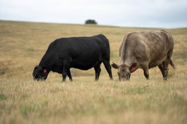 Avustralya 'da bir tarlada otlayan damızlık sığır, inek ve buzağılar. Sürü türleri arasında benekli park, Murray Grey, Angus, Brangus ve Wagyu bahar ve yaz aylarında uzun otlaklarda bulunur.