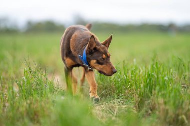 Bir çiftlikte çimlerin üzerinde oturan kahverengi bir kelpie köpeğinin portresi