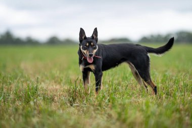 Zealand 'da bir çiftlikte çalışan kelpie köpeği.