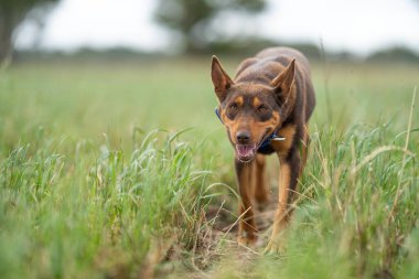 Kelpie köpeği koyun çiftliğinde çalışıyor. Örnek köpek. 