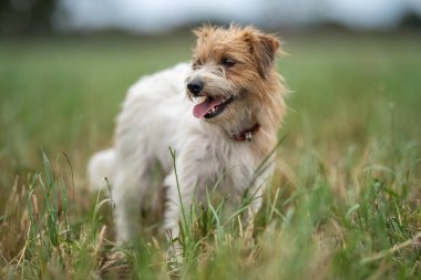 Jack Russell Çimen tarlasında bir çiftlikte köpek portresi