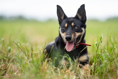 Bir çiftlikte çimlerin üzerinde oturan kahverengi bir kelpie köpeğinin portresi