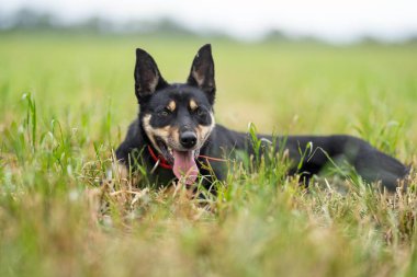 Yeşillik çimenlikteki çiftlik köpeği