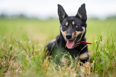 Zealand 'da bir çiftlikte çalışan kelpie köpeği.