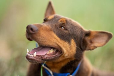 Kelpie köpeği koyun çiftliğinde çalışıyor. Örnek köpek. 