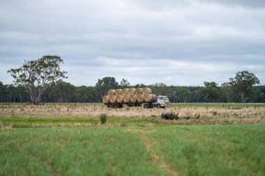 Çiftlikteki bir tarlada saman balyalarını kamyona yüklemek