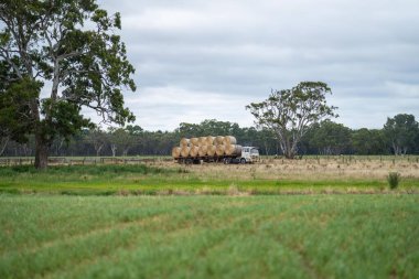 Çiftlikteki bir tarlada saman balyalarını kamyona yüklemek