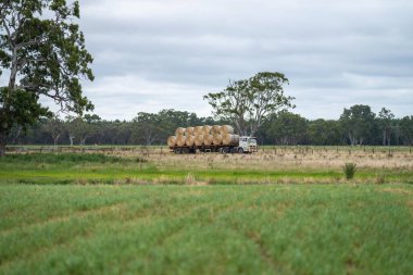 Çiftlikteki bir tarlada saman balyalarını kamyona yüklemek