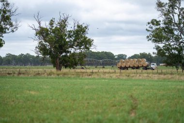 Çiftlikteki bir tarlada saman balyalarını kamyona yüklemek