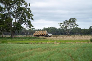 Çiftlikteki bir tarlada saman balyalarını kamyona yüklemek