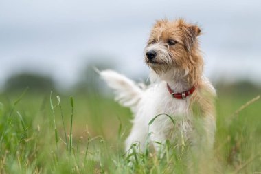 Jack Russell Çimen tarlasında bir çiftlikte köpek portresi