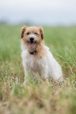 Jack Russell Çimen tarlasında bir çiftlikte köpek portresi