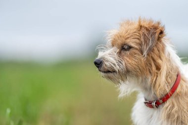 Jack Russell Çimen tarlasında bir çiftlikte köpek portresi