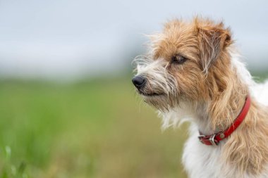 Jack Russell Çimen tarlasında bir çiftlikte köpek portresi