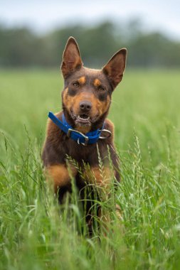 Kelpie köpeği koyun çiftliğinde çalışıyor. Örnek köpek. 