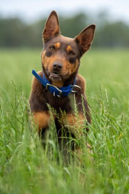 Baharda Avustralya 'da bir çiftlikte çimlerde oturan kelpie köpeği üzerinde çalışmak.