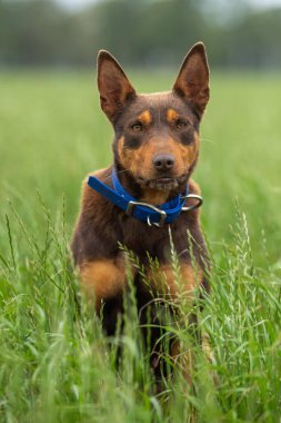 Bir çiftlikte çimlerin üzerinde oturan kahverengi bir kelpie köpeğinin portresi