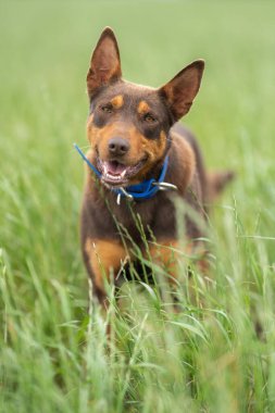 Bir çiftlikte çimlerin üzerinde oturan kahverengi bir kelpie köpeğinin portresi