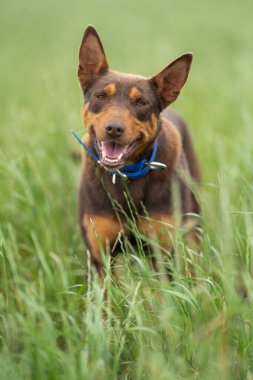 Kelpie köpeği koyun çiftliğinde çalışıyor. Örnek köpek. 