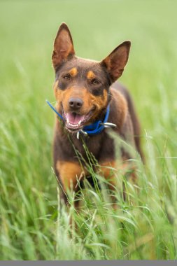 Baharda Avustralya 'da bir çiftlikte çimlerde oturan kelpie köpeği üzerinde çalışmak.