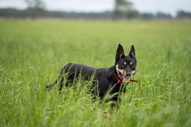 Kelpie köpeği koyun çiftliğinde çalışıyor. Örnek köpek. 