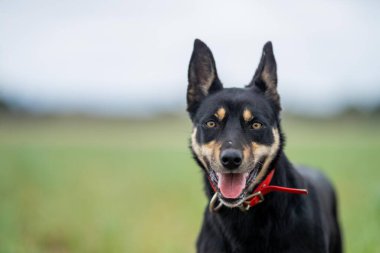 Bir çiftlikte çimlerin üzerinde oturan kahverengi bir kelpie köpeğinin portresi
