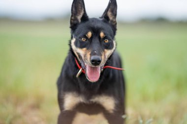 Baharda Avustralya 'da bir çiftlikte çimlerde oturan kelpie köpeği üzerinde çalışmak.