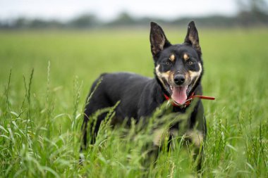 Yeşillik çimenlikteki çiftlik köpeği