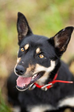 Baharda Avustralya 'da bir çiftlikte çimlerde oturan kelpie köpeği üzerinde çalışmak.