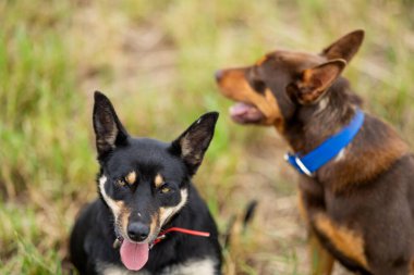 Bir çiftlikte çimlerin üzerinde oturan kahverengi bir kelpie köpeğinin portresi