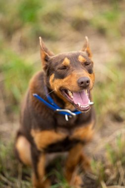 Bir çiftlikte çimlerin üzerinde oturan kahverengi bir kelpie köpeğinin portresi