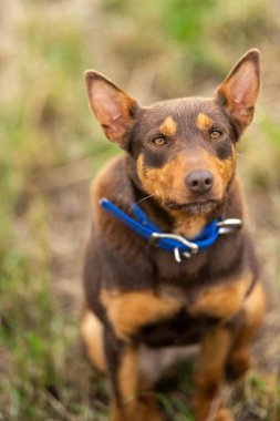 Kelpie köpeği koyun çiftliğinde çalışıyor. Örnek köpek. 