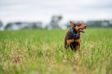 Zealand 'da bir çiftlikte çalışan kelpie köpeği.