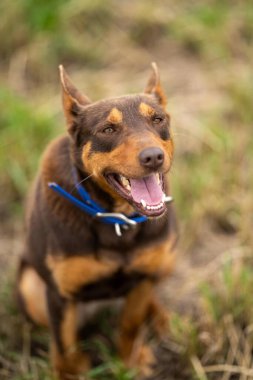 Zealand 'da bir çiftlikte çalışan kelpie köpeği.