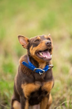 Baharda Avustralya 'da bir çiftlikte çimlerde oturan kelpie köpeği üzerinde çalışmak.