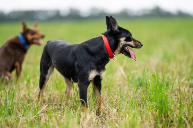 Yeşillik çimenlikteki çiftlik köpeği