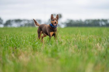 Bir çiftlikte çimlerin üzerinde oturan kahverengi bir kelpie köpeğinin portresi