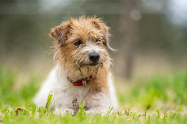 Jack Russell Çimen tarlasında bir çiftlikte köpek portresi