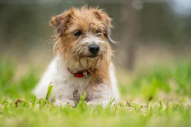 Jack Russell Çimen tarlasında bir çiftlikte köpek portresi