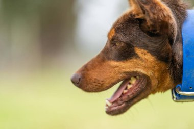 Zealand 'da bir çiftlikte çalışan kelpie köpeği.