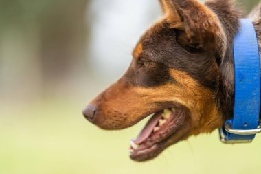 Koyun çiftliği köpek portresi Baharda yakın bir çiftlikte