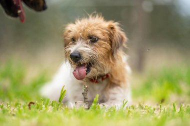 Jack Russell Çimen tarlasında bir çiftlikte köpek portresi