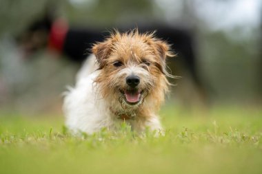 Jack Russell Tarladaki bir çiftlikte köpek portresi 