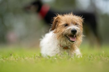 Jack Russell Çimen tarlasında bir çiftlikte köpek portresi