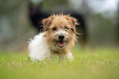 Jack Russell Çimen tarlasında bir çiftlikte köpek portresi